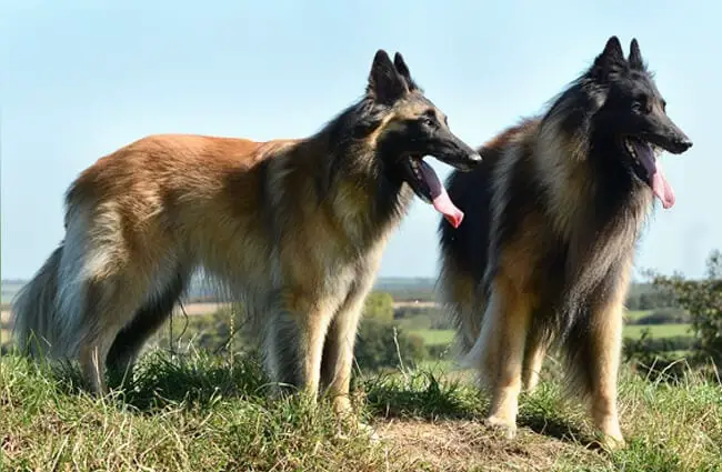 A pair of Belgian Tervurens enjoying a lovely afternoon