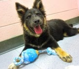 Belgian Tervuren Puppy With His Chew Toy Photo By: Bullcitydogs Https://Creativecommons.org/Licenses/By-Nc/2.0/ 