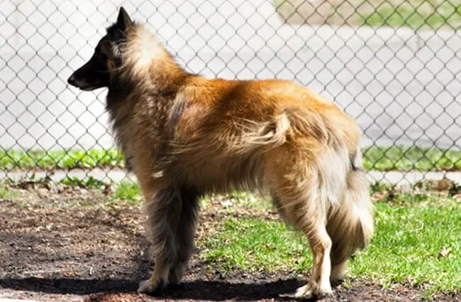 Belgian Tervurenin profile Photo by: Patty Carlson https://creativecommons.org/licenses/by-nc/2.0/