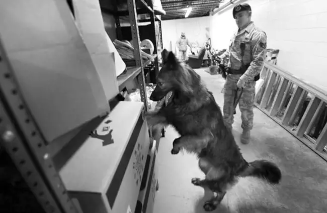 Belgian Tervuren in military training to search for drugs Photo by: Offutt Air Force Base https://creativecommons.org/licenses/by-nc/2.0/