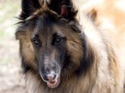 Belgian Tervuren Closeup portrait of a stunning Belgian TervurenPhoto by: Patty Carlsonhttps://creativecommons.org/licenses/by-nc/2.0/