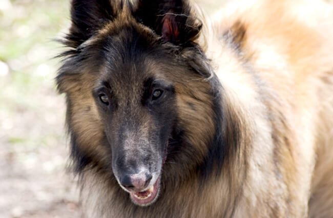 Closeup portrait of a stunning Belgian TervurenPhoto by: Patty Carlsonhttps://creativecommons.org/licenses/by-nc/2.0/