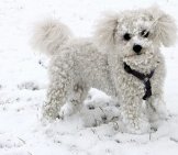 Bichon Frise Playing In The Snow!