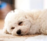 Cute But Sleepy Bichon Frise Photo By: Jonathan Day Https://Creativecommons.org/Licenses/By/2.0/ 