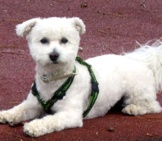 Bichon Frise Posing For A Quick Pic Photo By: Chris¨^-^ Https://Creativecommons.org/Licenses/By/2.0/