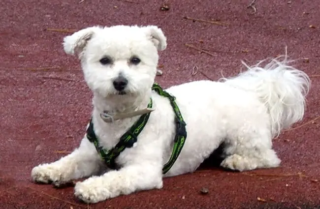 Bichon Frise posing for a quick pic Photo by: Chris¨^-^ https://creativecommons.org/licenses/by/2.0/