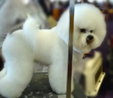 Bichon Frise Groomed For The Show Ring Photo By: Petful - Www.petful.com