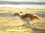 Borzoi Borzoi racing on the shore of the lake