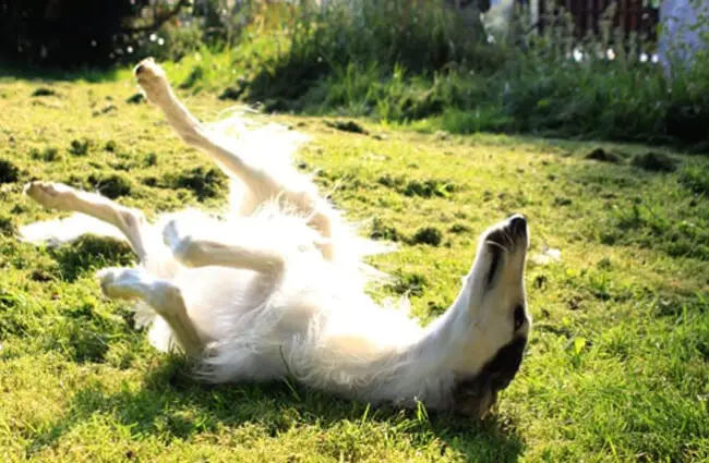 Borzoi rolling in the early morning light