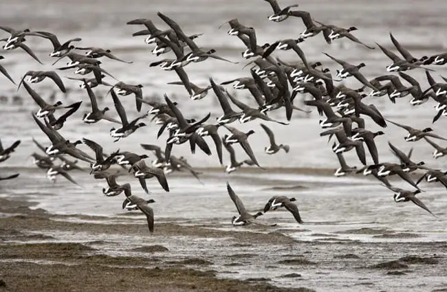 A flock of Brant ducks over a lake