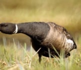 In Alaska, A Brant Crouches Defensively Photo By: U.s. Fish And Wildlife Servicehttps://Creativecommons.org/Licenses/By/2.0/