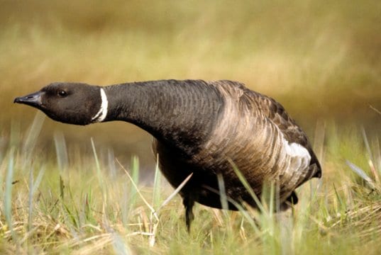 In Alaska, a Brant crouches defensively Photo by: U.S. Fish and Wildlife Servicehttps://creativecommons.org/licenses/by/2.0/