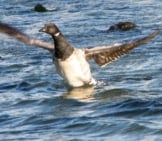 A Brant Lifting From The Water. Photo By: Black_Throated_Green_Warbler Https://Creativecommons.org/Licenses/By/2.0/