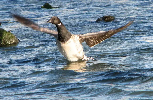 A brant lifting from the water. Photo by: black_throated_green_warbler https://creativecommons.org/licenses/by/2.0/