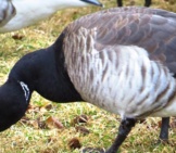 Closeup Of A Brant&#039;S Plumage Photo By: Katzbird Https://Creativecommons.org/Licenses/By/2.0/