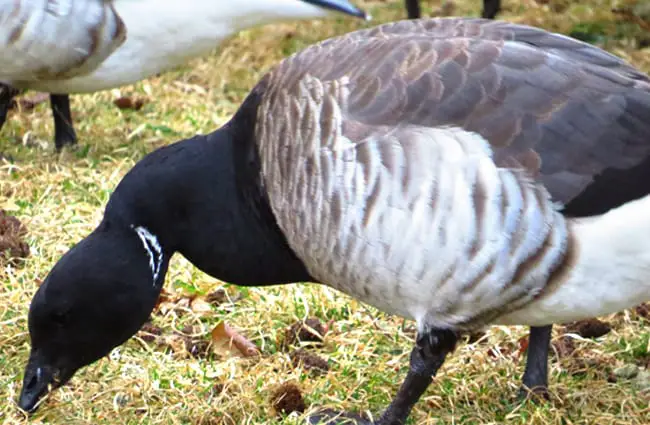 Closeup of a Brant&#039;s plumage Photo By: KatzBird https://creativecommons.org/licenses/by/2.0/