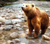 Brown Bear In The River