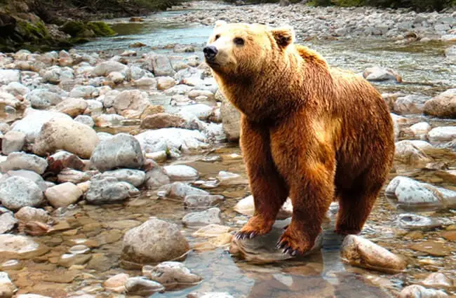 Brown Bear in the river