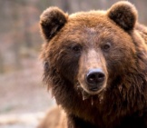 Closeup Of A Brown Bear