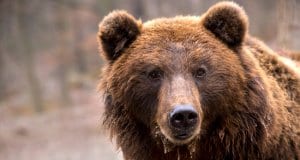 Closeup of a Brown Bear