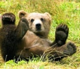 Curious Brown Bear Cub