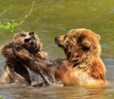 Brown Bears Playing In The River