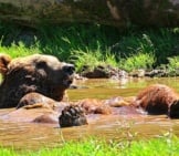 Brown Bear Lounging In Nature&#039;S Hot Tub