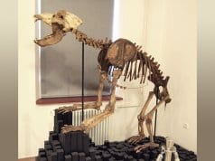 Skeleton of cave bear in Postojna museumPhoto by: Tiia Monto CC BY-SA 3.0 https://creativecommons.org/licenses/by-sa/3.0