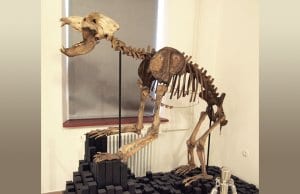 Skeleton of cave bear in Postojna museumPhoto by: Tiia Monto CC BY-SA 3.0 https://creativecommons.org/licenses/by-sa/3.0