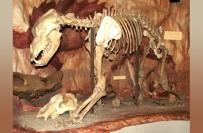 Cave Bear skeleton, Hungarian Natural History Museum