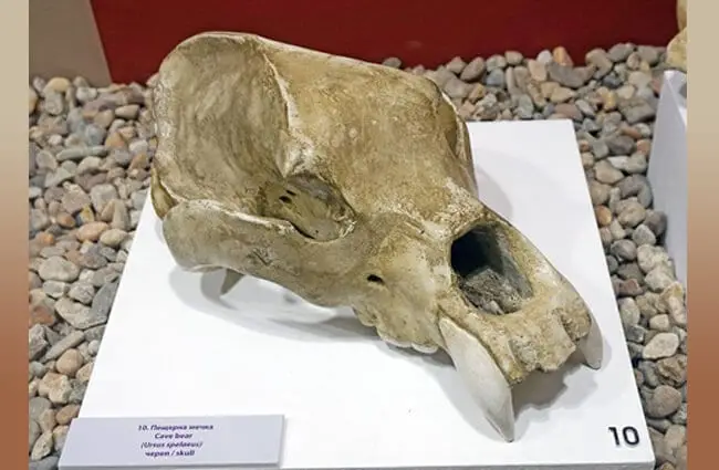 Skull of a cave bear in Ecomuseum, Rousse, Bulgaria Photo by: Tiia Monto CC BY-SA 4.0 https://creativecommons.org/licenses/by-sa/4.0