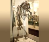 Cave Bear Skeleton Upright And Menacing Photo By: Jan Dembowski Cc By 2.0 Https://Creativecommons.org/Licenses/By/2.0
