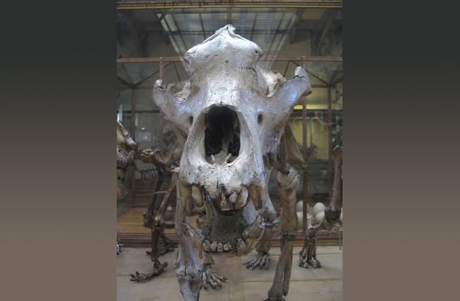 Skeleton of a cave bear from the Paris Museum of Comparative Anatomy and Palaeontology https://commons.wikimedia.org/wiki/File:Cave_Bear_(Ursus_Spelaeus).JPG