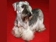 Cesky Terrier at the international dog show in PolandPhoto by: Pleple2000https://creativecommons.org/licenses/by-sa/4.0/