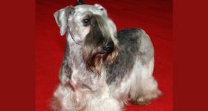 Cesky Terrier at the international dog show in PolandPhoto by: Pleple2000https://creativecommons.org/licenses/by-sa/4.0/