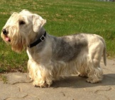 Grey And White Cesky Terrier Posing