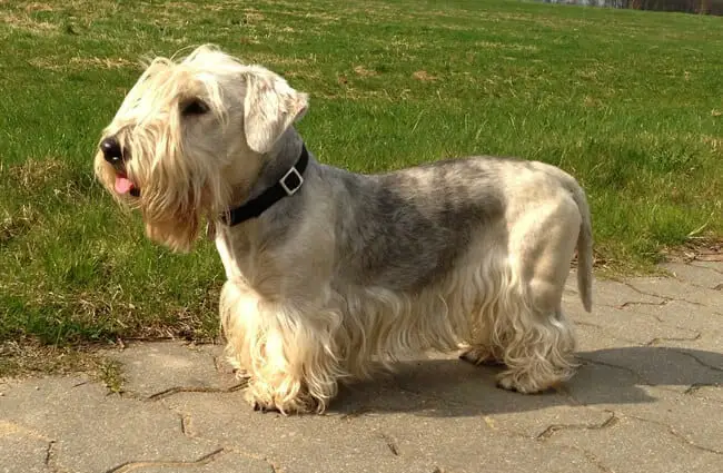 Grey and white Cesky Terrier posing
