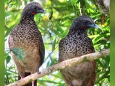 A pair of Colombian Chachalaca in a treePhoto by: Félix Uribehttps://creativecommons.org/licenses/by-sa/2.0/