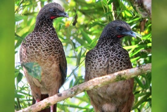 A pair of Colombian Chachalaca in a treePhoto by: Félix Uribehttps://creativecommons.org/licenses/by-sa/2.0/