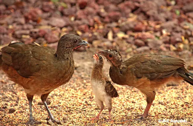 Plain Chachalacas feeding a baby Photo by: Rio Grande Valley Birding Festival https://creativecommons.org/licenses/by-sa/2.0/