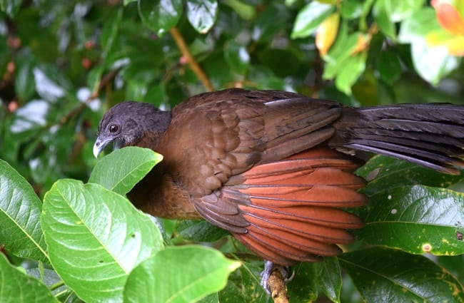 Gray-headed Chachalaca&#039;s wing plumage