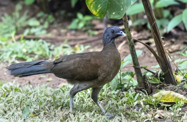 Grey-headed Chachalaca Photo by: Hans Norelius https://creativecommons.org/licenses/by-sa/2.0/