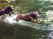 Chesapeake Bay Retriever Chesapeake Bay Retrievers right at home in the river