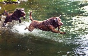 Chesapeake Bay Retrievers right at home in the river