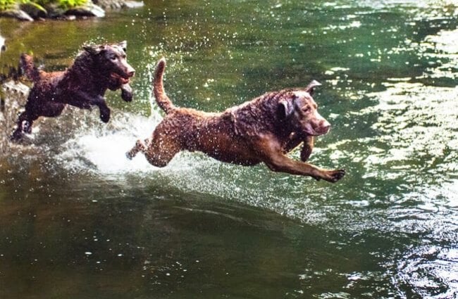 Chesapeake Bay Retrievers right at home in the river