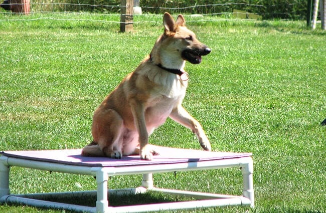Chinook waiting on an agility course platform Photo by: jude CC BY 2.0 (https://creativecommons.org/licenses/by/2.0