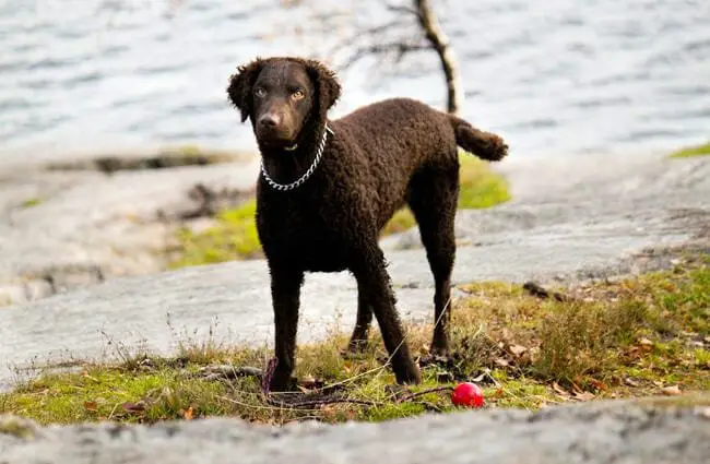 Curly Coated Retriever a day at the river Photo by: Mattias Agar https://creativecommons.org/licenses/by-sa/2.0/