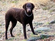 Curly Coated Retriever Curly Coated Retriever while huntingPhoto by: Mattias Agarhttps://creativecommons.org/licenses/by-sa/2.0/