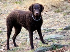 Curly Coated Retriever while huntingPhoto by: Mattias Agarhttps://creativecommons.org/licenses/by-sa/2.0/