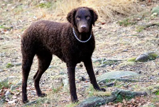 Curly Coated Retriever while huntingPhoto by: Mattias Agarhttps://creativecommons.org/licenses/by-sa/2.0/